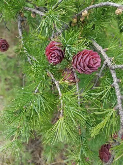 松樹開白花|植物科普：原來松樹也會開花，而且還很美很吉祥！